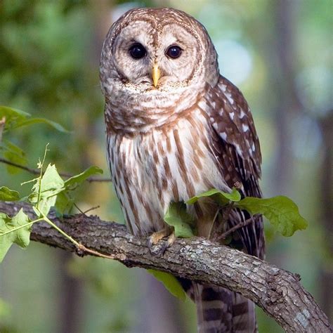 barred owl sounds - Sincere App