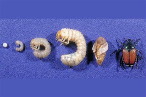 Japanese Beetle Larvae Identification