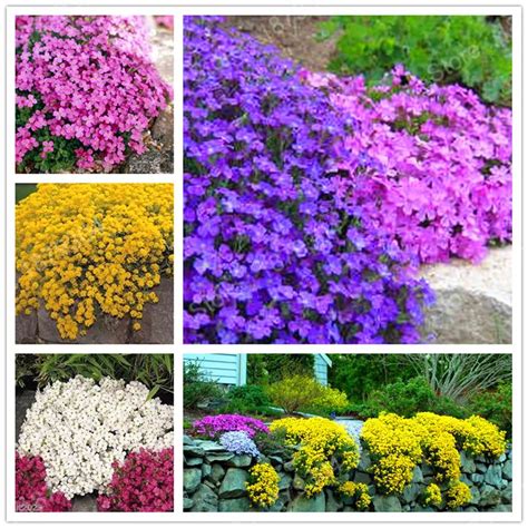 promotion Perennial Aubrieta rock cress flower bonsai Evergreen ...