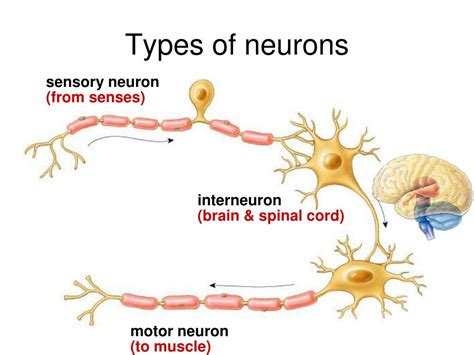 Types Of Sensory Neurons