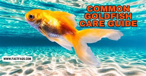 Common Goldfish Care Guide: Expert Tips for Success - FACT FAQs