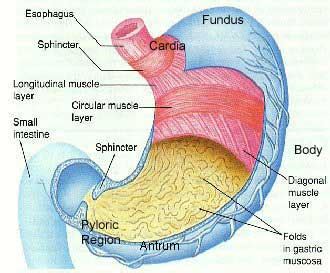 BIOLOGY: Lambung