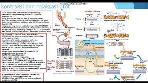 kontraksi dan relaksasi otot - YouTube