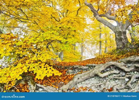 Yellow autumn forest stock image. Image of autumn, beauty - 21870617