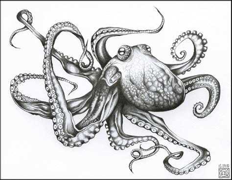 Giant Octopus Drawing at PaintingValley.com | Explore collection of ...