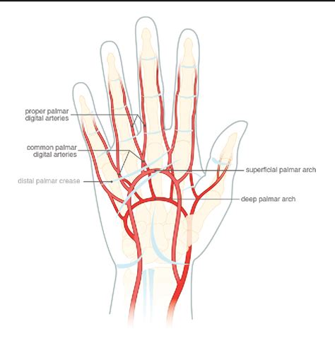 Figure 2 from Digital Anaesthesia and Relevant Digital Anatomy for the ...