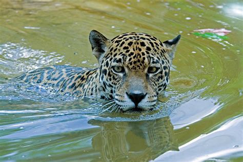 Jaguar Swimming by Mark Newman