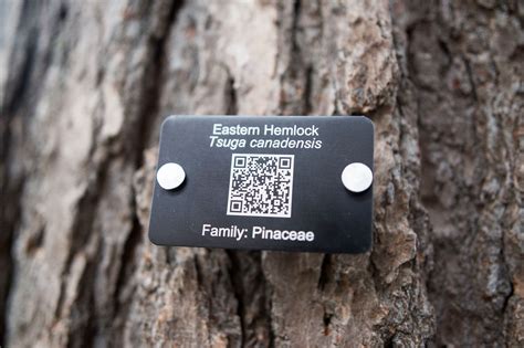 Tree Tags | Bates Canopy | Bates College