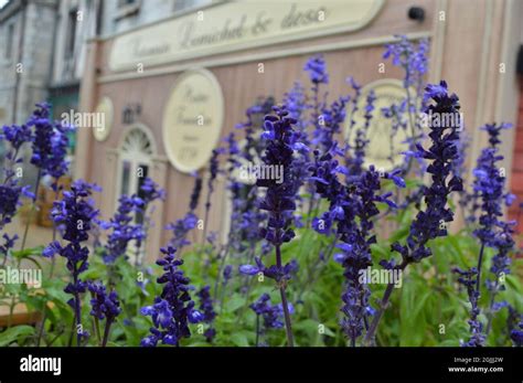 Lavender bushes blooming in front of a Parisian style coffee shop Stock Photo - Alamy