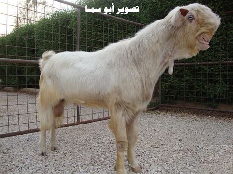 Introducing The Handsome Damascus Goat • Lazer Horse