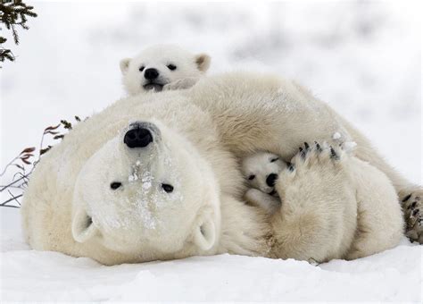 Polar Bears: Species Facts, Info & More | WWF.CA