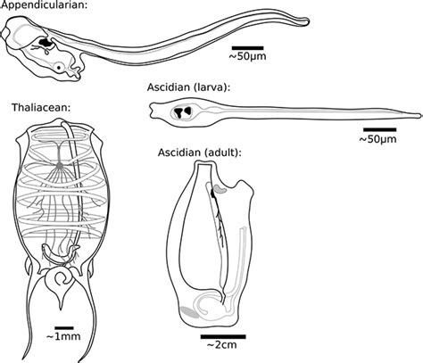 Phylum Urochordata Doliolum