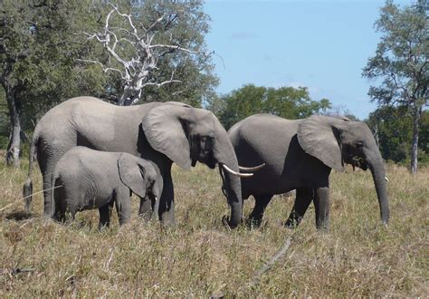 Sub Saharan Africa Animals