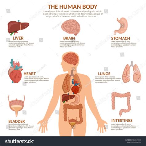 Infographics Human Organs Anatomy Body Cartoon: vector de stock (libre ...