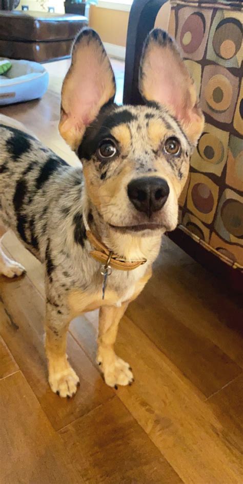 Adelaide the blue heeler/corgi mix says hi! : r/Incorgnito