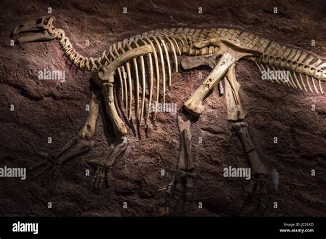 Pink Iggy, Iguanodon skeleton, Dinosaur Isle Museum, Sandown, Isle of Wight, UK Stock Photo - Alamy