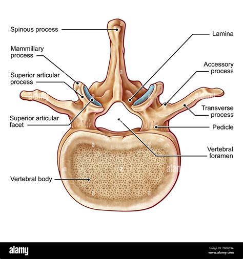 Labeled Lumbar Vertebrae