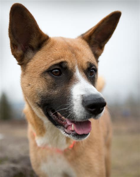 Shelter Dogs of Portland: "KYRAH" unique med sz Akita mix