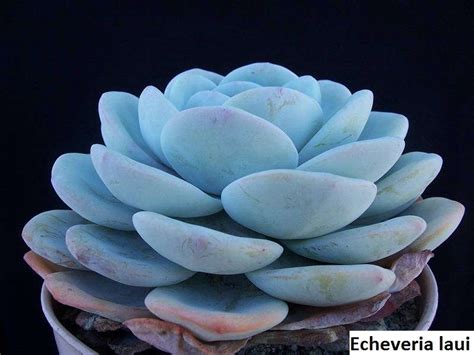 Echeveria laui / 20 seeds - UnusualSeeds