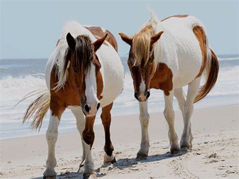 Chincoteague Island Ponies Part 1 – Horse Industry Podcast