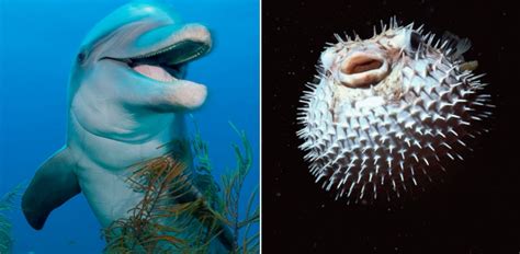 Dolphins Can Get High on Puffer Fish, Says Nature Show - ABC News