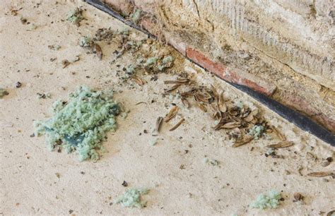 What Are the Signs of a Bad Mouse Infestation? | Pest Defence