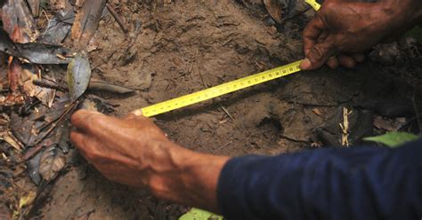 Sumatran rhino footprints believed found on Borneo - CBS News