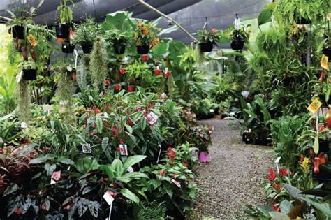 Get Rare and Unusual Plants at Oxley Nursery - Over The Walter Taylor Bridge