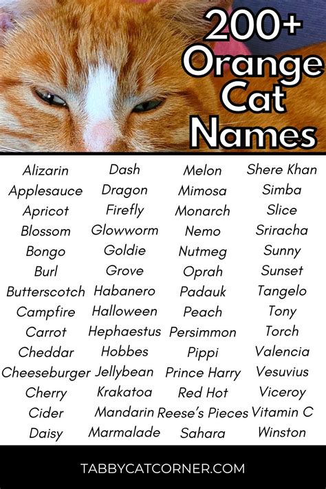 200+ Best Catchy Orange Cat Names in 2024