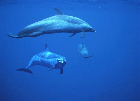 Pan-Tropical Spotted Dolphin photos – A Complete Guide to Whales ...