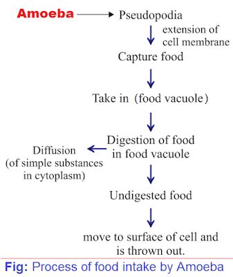 NCERT Revision Notes for Chapter 6 Life Process Class 10 Science ...