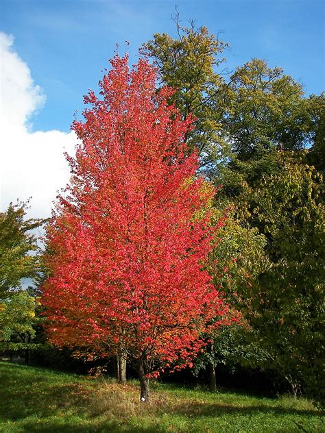 Types of Maple Trees - Best Trees To Plant