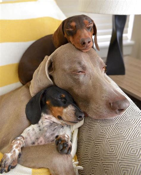 35+ Dachshund Breeders Indiana Picture - Bleumoonproductions