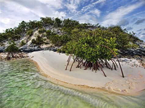 Mangrove beach 3 by peterpateman on DeviantArt