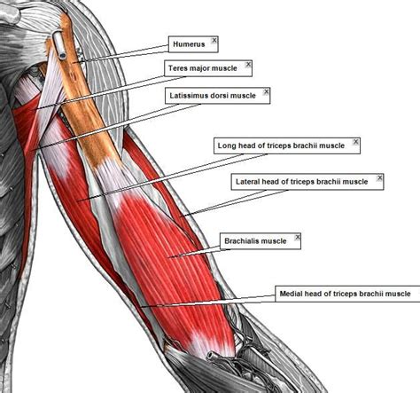 upper arm muscles pain