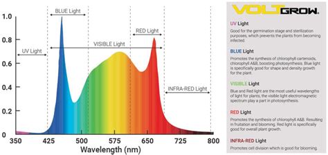 Understanding the Light Spectrum of LED Grow Lights