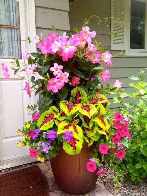 Mandevilla, coleus, petunias | Container flowers, Container gardening flowers, Container garden ...