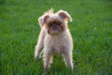 Brussels Griffon Dog Breed Information & Characteristics