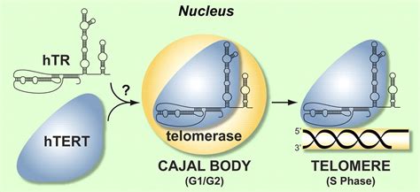 Telomerase Reverse Transcriptase Is Required for the Localization of Telomerase RNA to Cajal ...