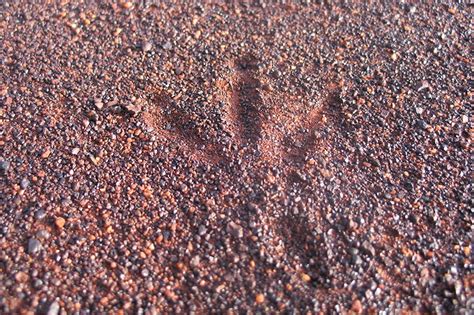 Restoring Native Vegetation For Malleefowl Habitat - Greening Australia - Greening Australia