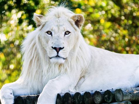 Download White Lion HD Wallpaper In 1280x960 Screen Resolution