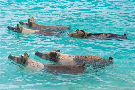 The Swimming Pigs Exuma Story: Why there are Pigs in the Bahamas