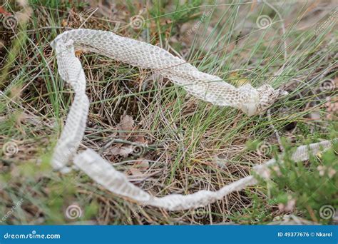 Shed Snake Dry Skin In Nature Stock Photo - Image: 49377676