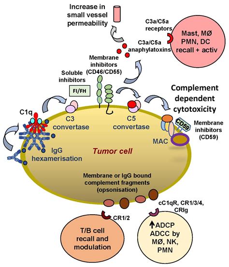 Majestätisch Hütte Schwächen mogamulizumab mechanism of action Die ...