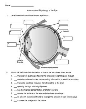 A&P Eye Anatomy and Physiology Worksheet/Quiz by UrbanEthology | TPT