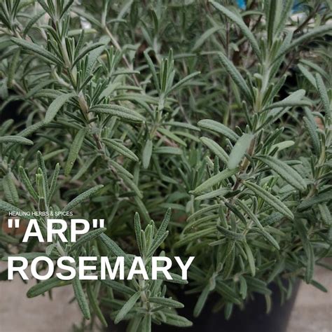 Live Arp Rosemary Plant - Etsy