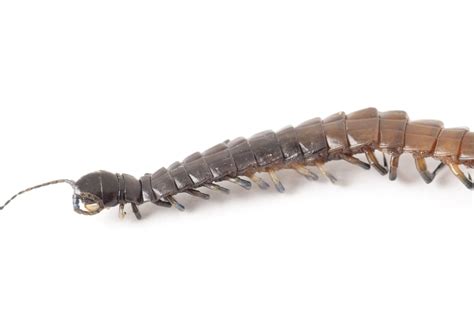 Head of a centipede-8649 | Stockarch Free Stock Photos