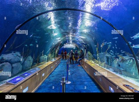 Inside Aquarium of the L'Oceanografic, Valencia Ciudad de las Artes y las Ciencias Stock Photo ...