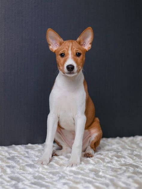 Basenji For Sale | Basenji Puppies | Basenji puppy, Basenji dogs, Puppies