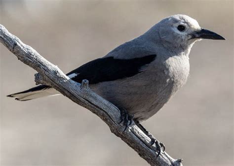 Colorado State Bird Name